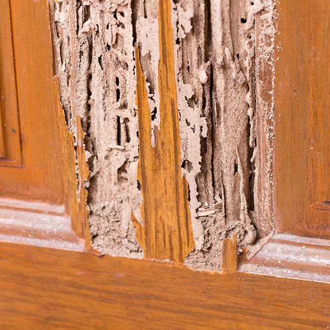 Termite Damage